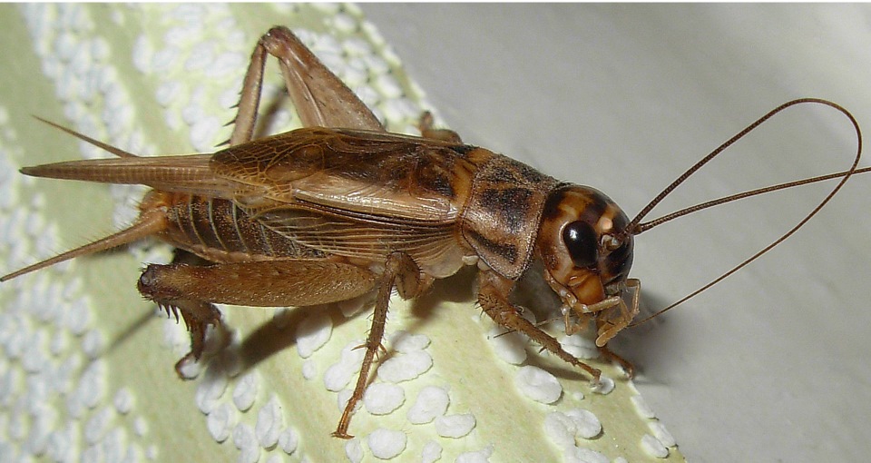 Сверчок домовой (Gryllus domesticus) — Honda Civic Hatchback (4G)