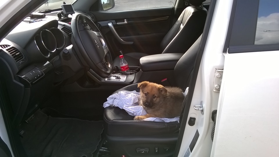 Фото в бортжурнале KIA Sorento (2G)