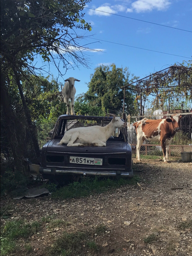 Фото в бортжурнале Opel Vectra B