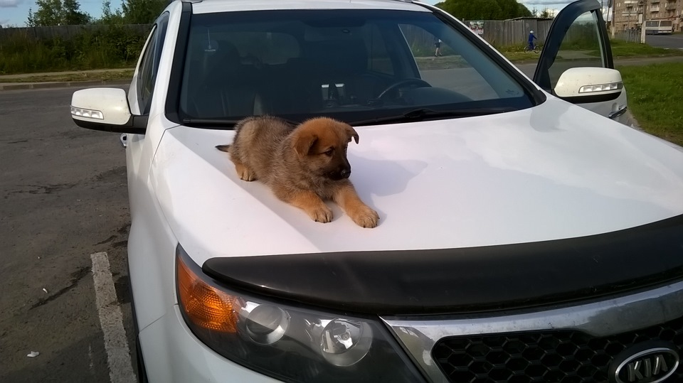 Фото в бортжурнале KIA Sorento (2G)