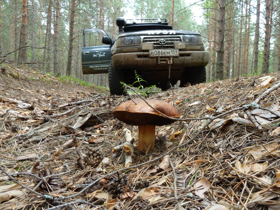 грибов очень много, но все уже старые — Toyota Land Cruiser 80