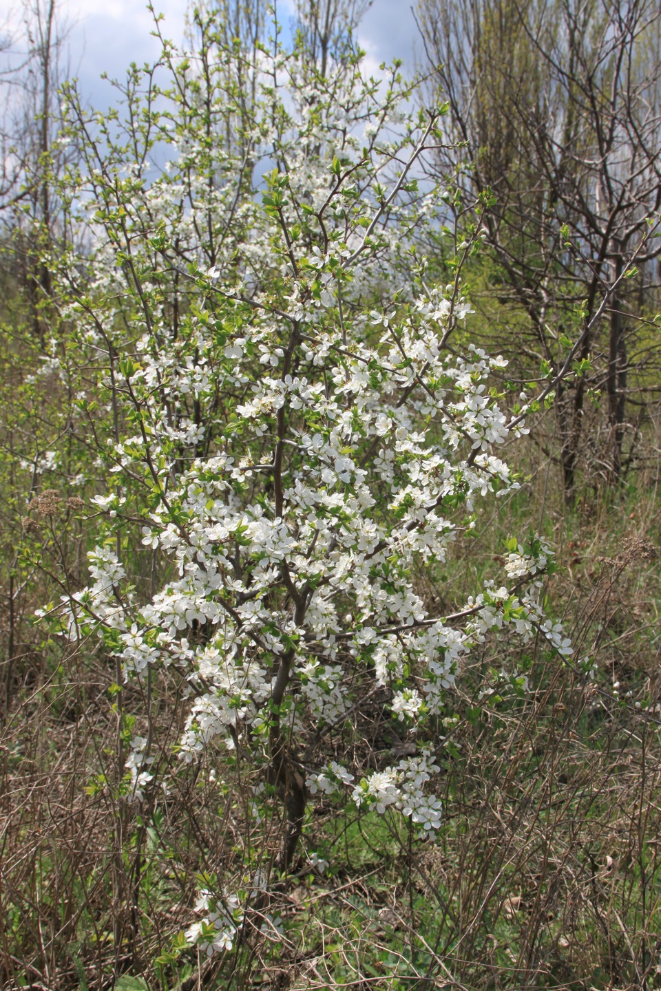 Фото в бортжурнале УАЗ 469