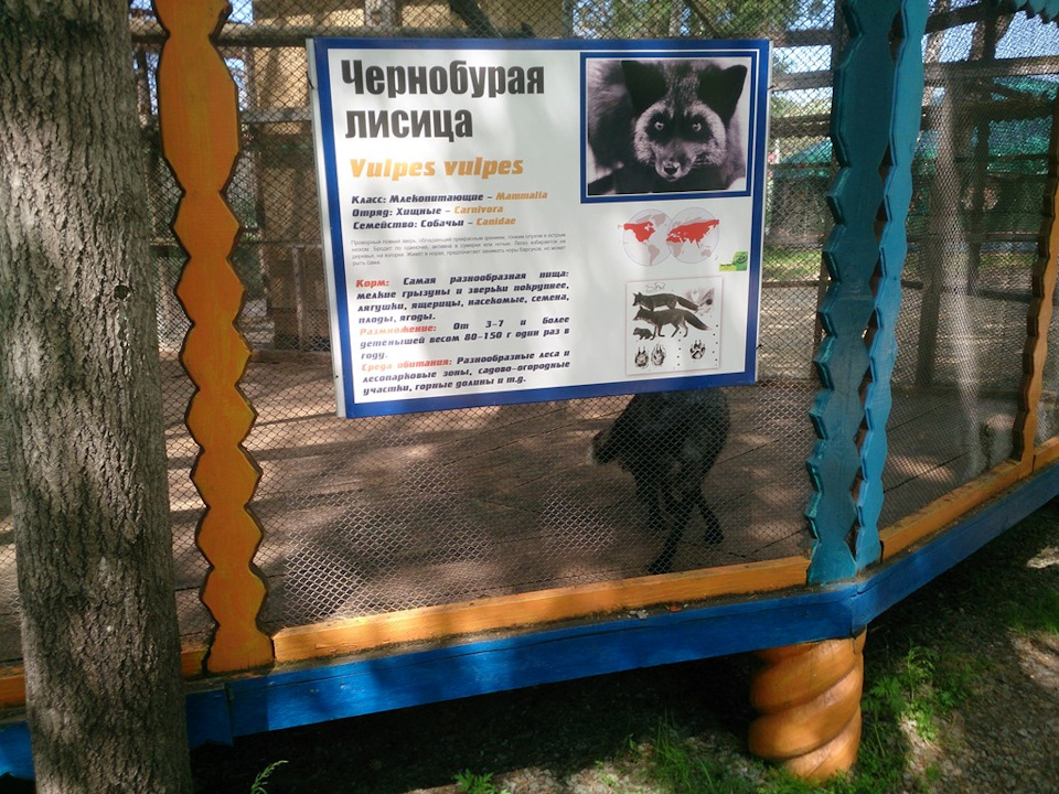 бегает рядом с клеткой и выпрашивает чего нибудь пожевать))) хотя их покормили буквально перед нашим приездом) — Hyundai Sonata IV (EF)