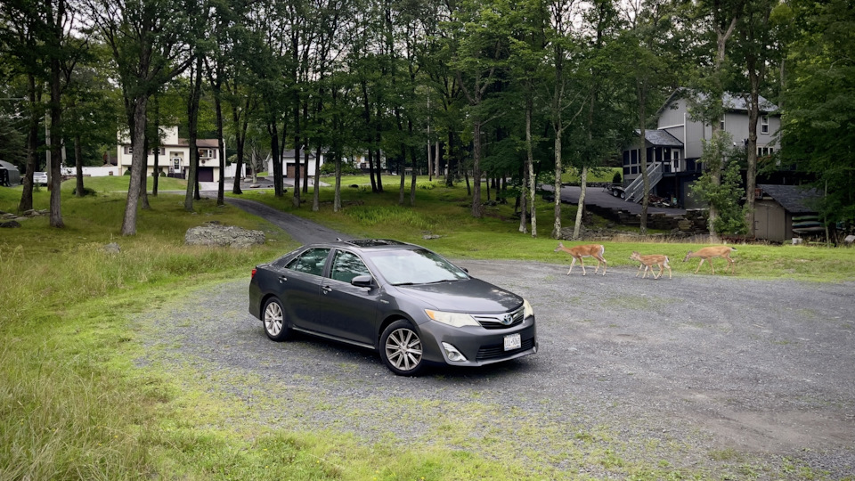 Toyota Camry Hybrid Normis