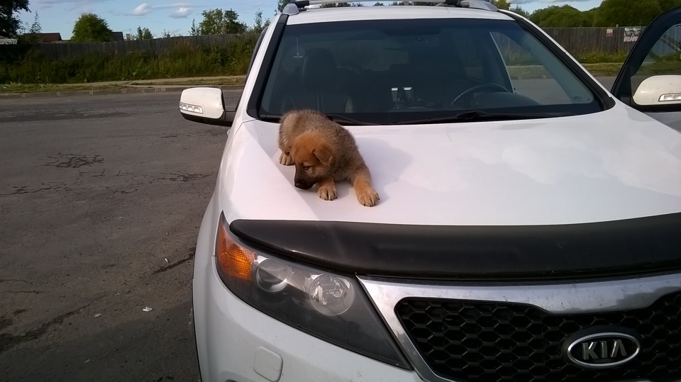 Фото в бортжурнале KIA Sorento (2G)