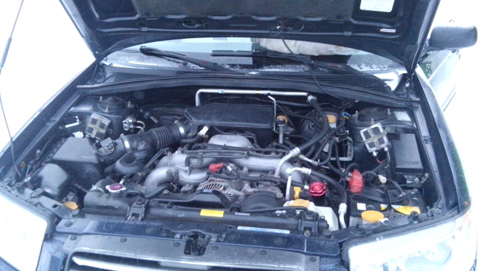 Мой ежик — Subaru Forester (SG)