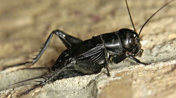 Сверчок полевой (Gryllus campestris) — Honda Civic Hatchback (4G)