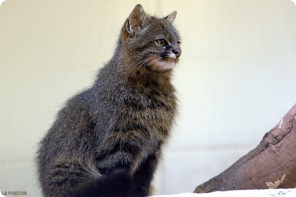 Leopardus pajeros. — Mitsubishi Pajero iO