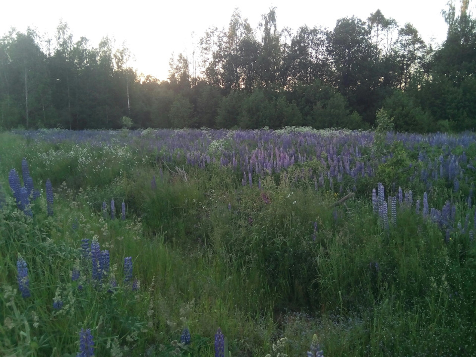 Фото в бортжурнале Chevrolet Niva (1G)