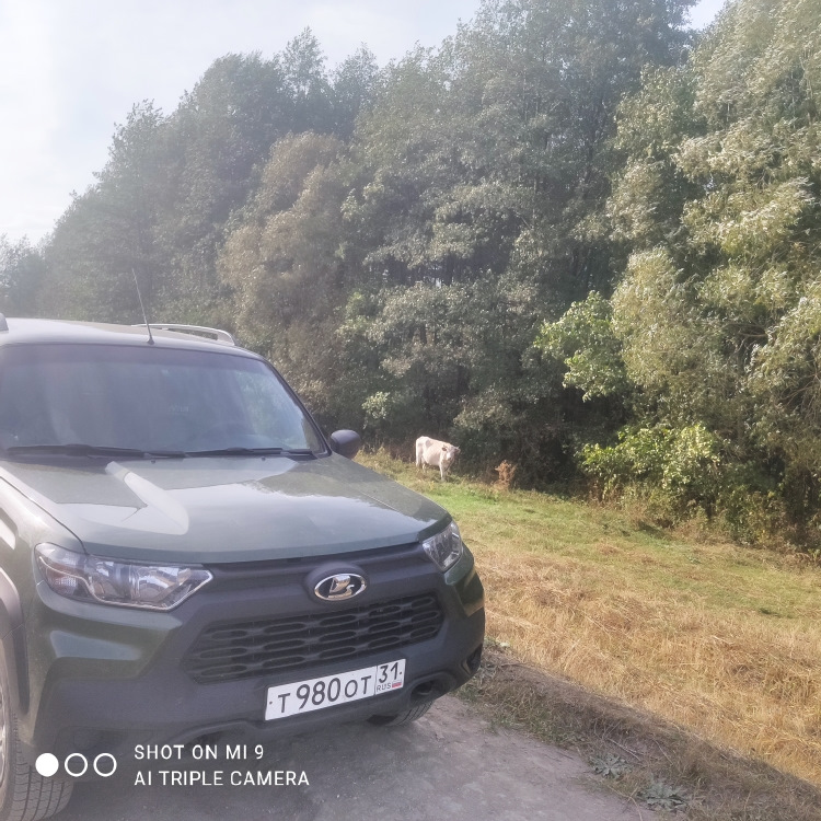 лес и корова — Lada Niva Travel