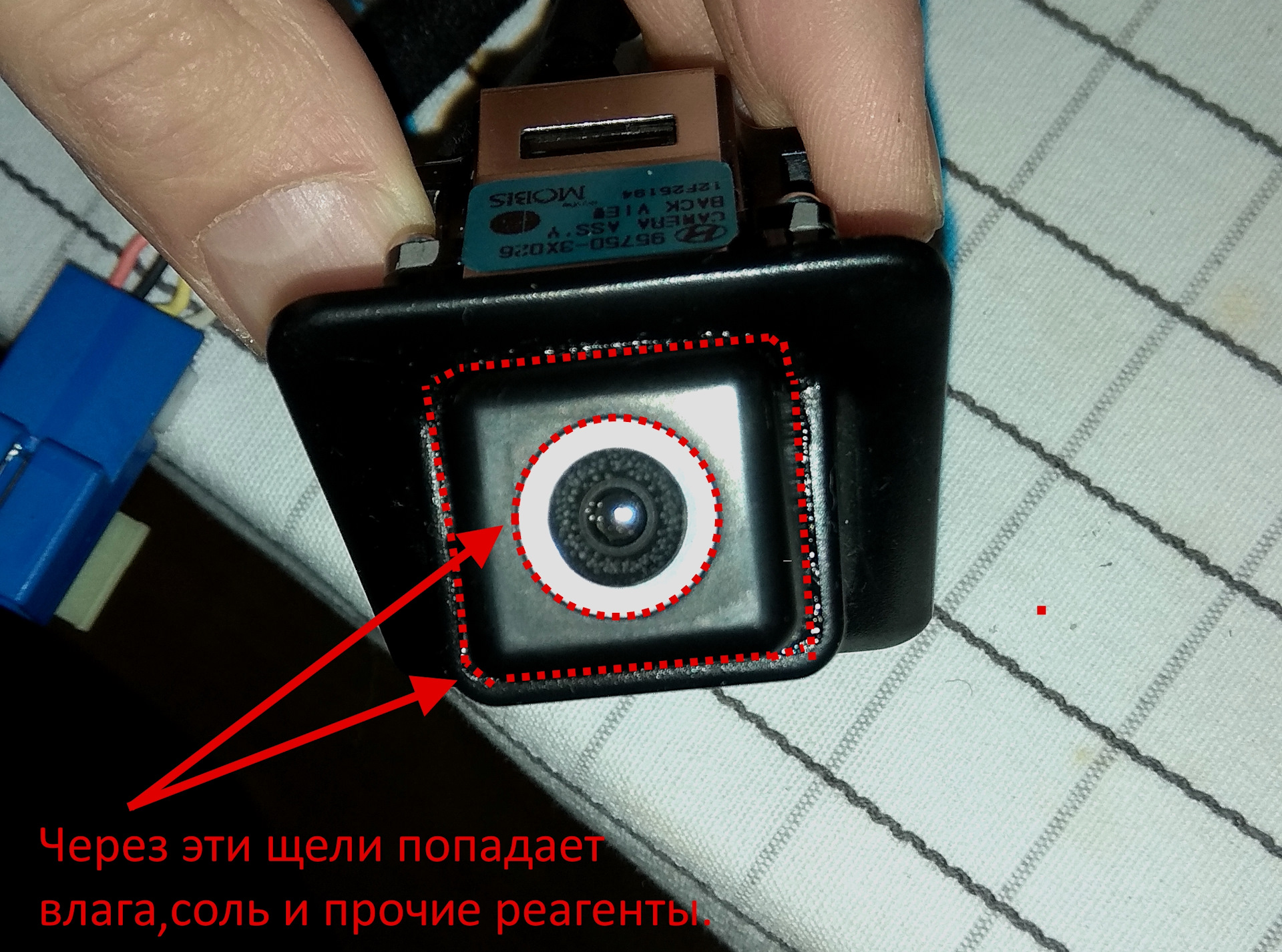 Пятые точки телочек попали в объектив камеры
