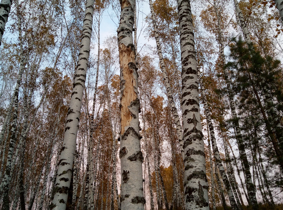 … — Chevrolet Niva (1G)