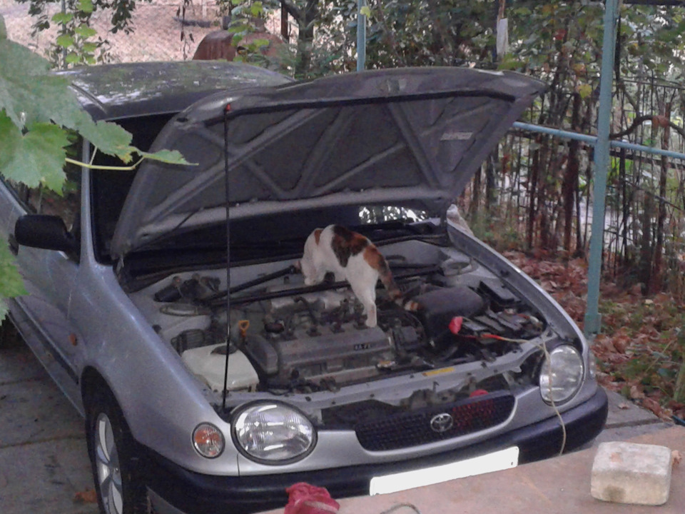Фото в бортжурнале Toyota Corolla (110)