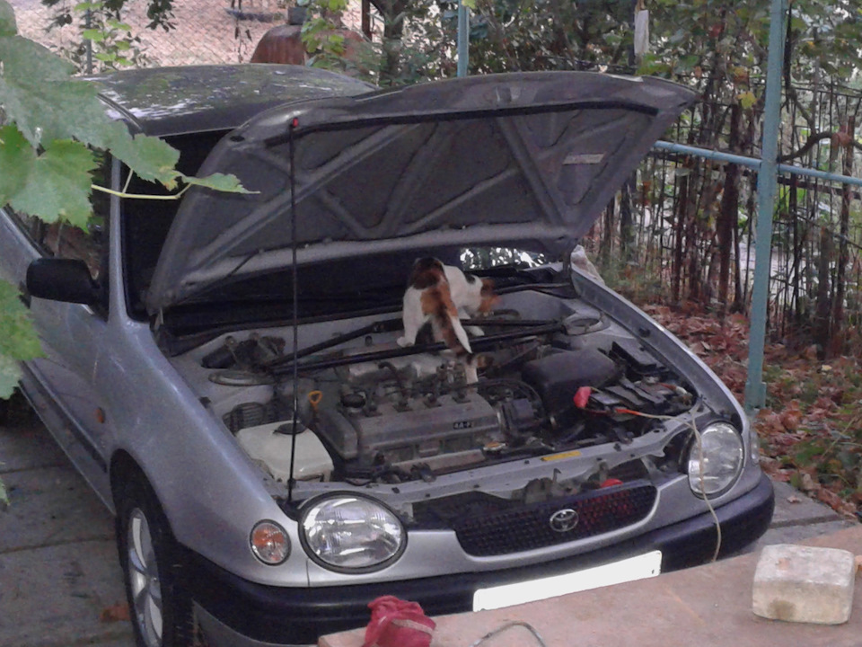 Фото в бортжурнале Toyota Corolla (110)