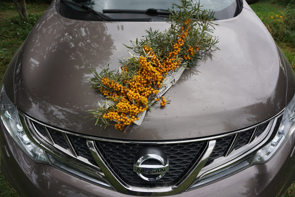 И летом Мурано то же хорош! — Nissan Murano II