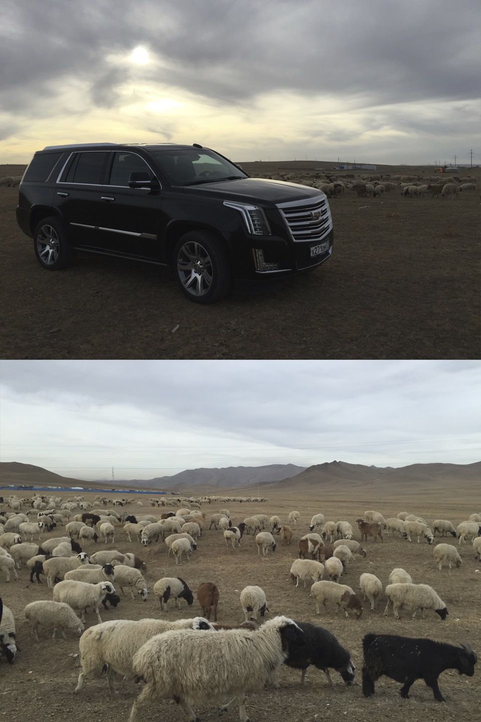 Кругом пастбища — Cadillac Escalade (4G)