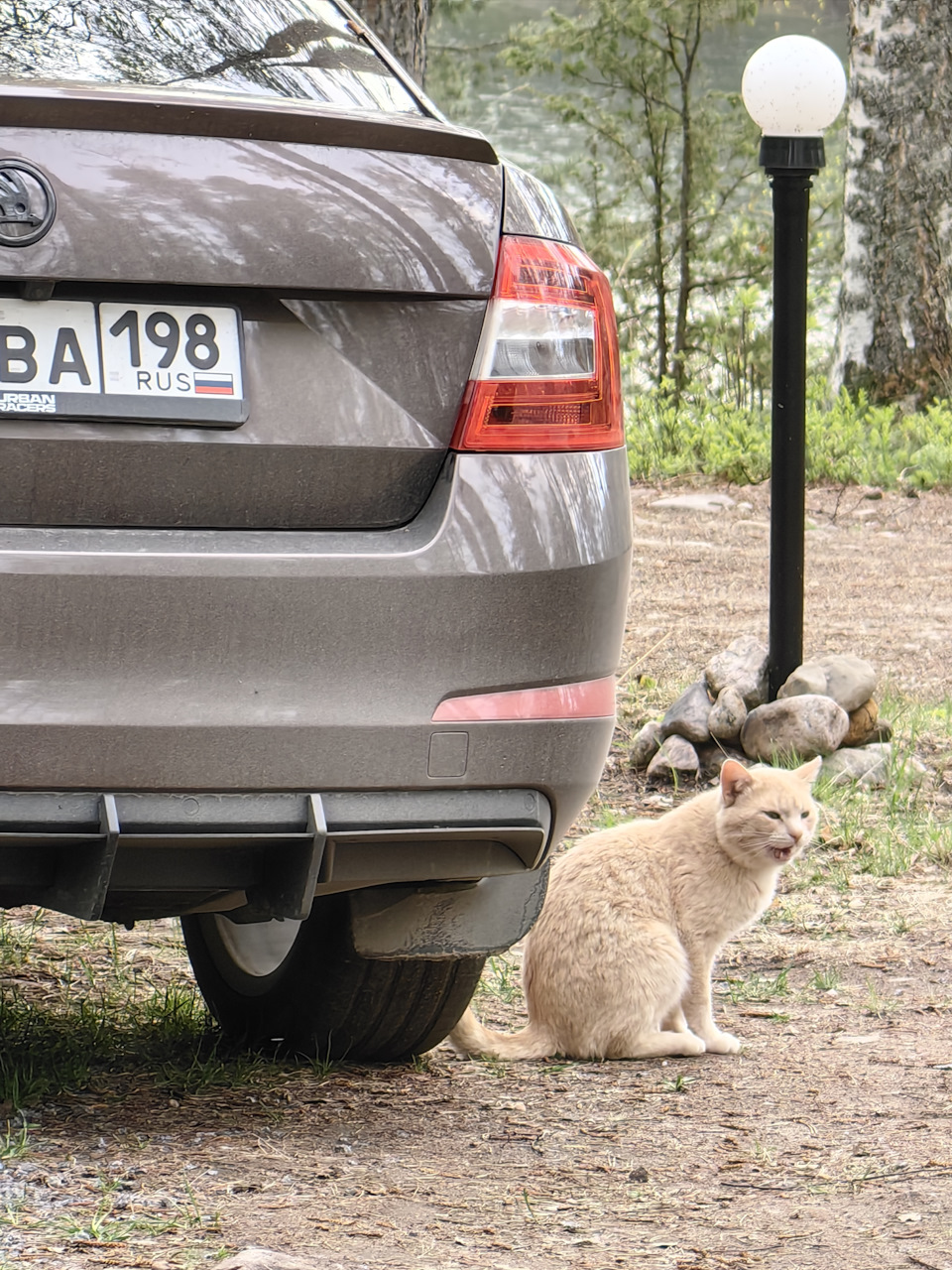 орет сидит))) — Skoda Octavia A7 Mk3