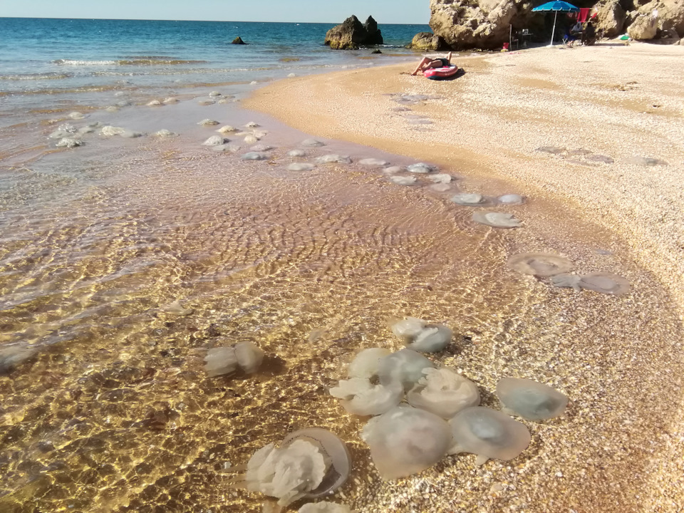Когда купался в море, заприметил, что женщина из моря выкидывала на берег редких медуз.Позже, когда она вышла к воде после небольшого волнения моря и увидев сие картину, палка была отброшена а сама(на дальнем плане) легла принимать солнечную ванну. — Toyota Hilux (7G)