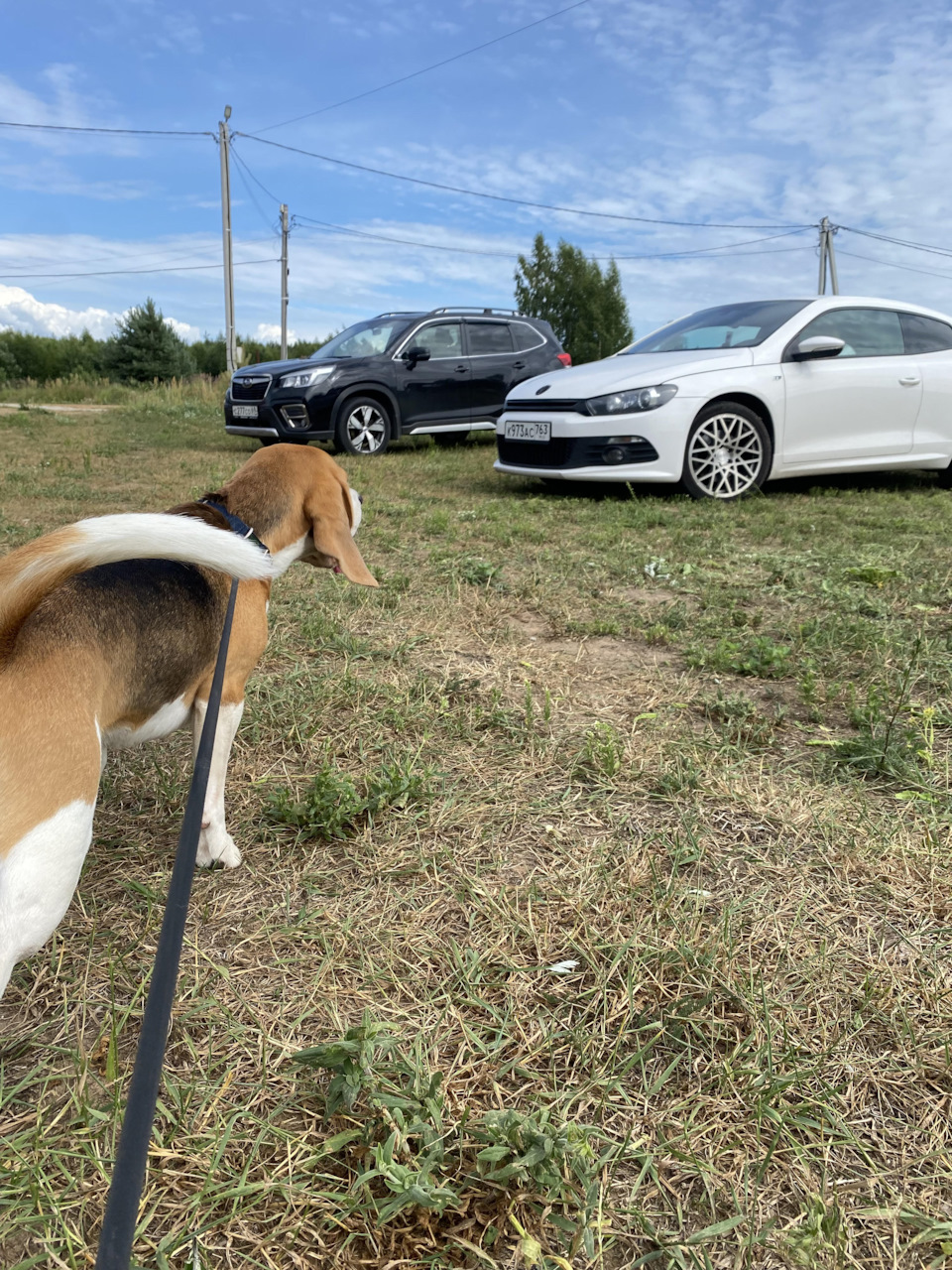 отдыхает на полянке — Volkswagen Scirocco (3G)