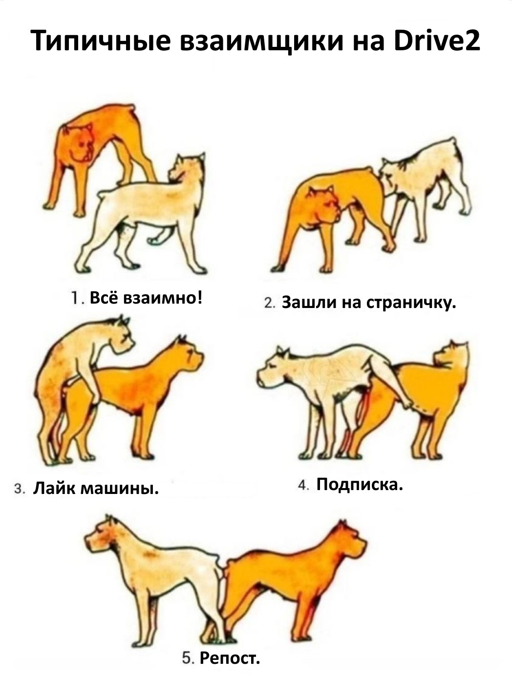 Как Приучить Собаку Делать Куни