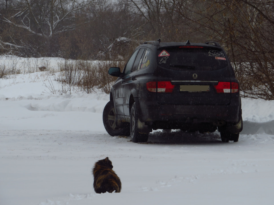 Фото в бортжурнале SsangYong Kyron